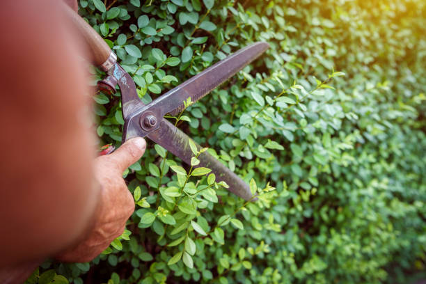 man gardener using garden shears to cut trim the fence hedge in the summer day professional manual - bush trimming imagens e fotografias de stock