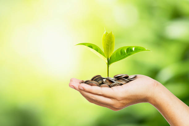 동전과 나무를 들고 있는 사람의 손은 녹지 배경과 심기의 햇빛에 심는 것처럼 보입니다. 성장 절약 및 투자 개념. - charitable foundation 이미지 뉴스 사진 이미지