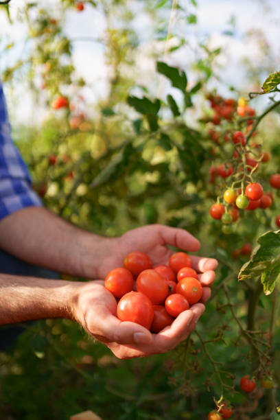 Man hands holding red small tomatoes stock photo