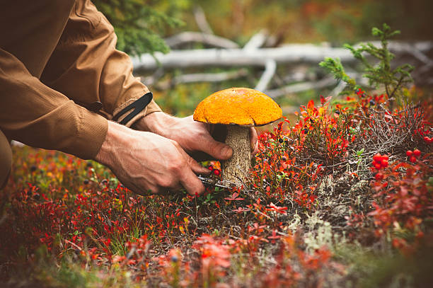 Man hands picking Mushroom orange cap boletus fresh organic food stock photo