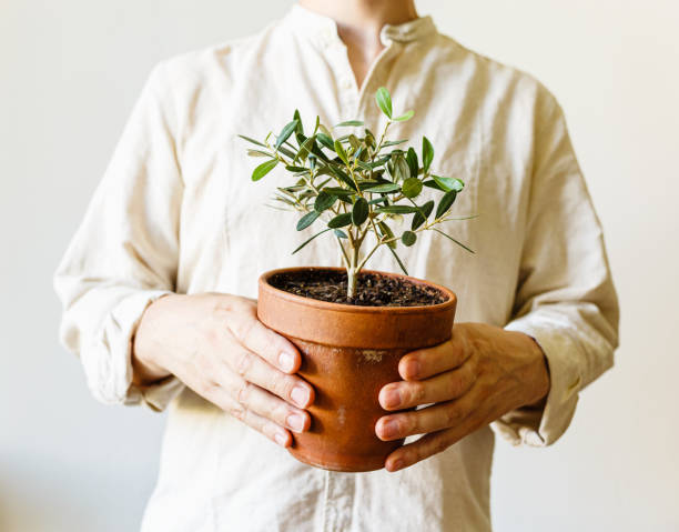 Man holding terracotta pot with european Olive house plant in his hands stock photo