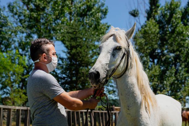 A man in a surgical mask pulls the white horse's halter Kastamonu/Turkey-July 12 2020: A man in a surgical mask pulls the white horse's halter horse mask photos stock pictures, royalty-free photos & images