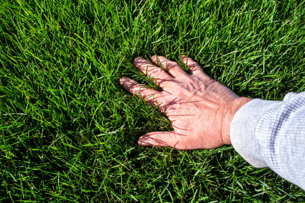 Man inspecting perfect green healthy lawn stock photo