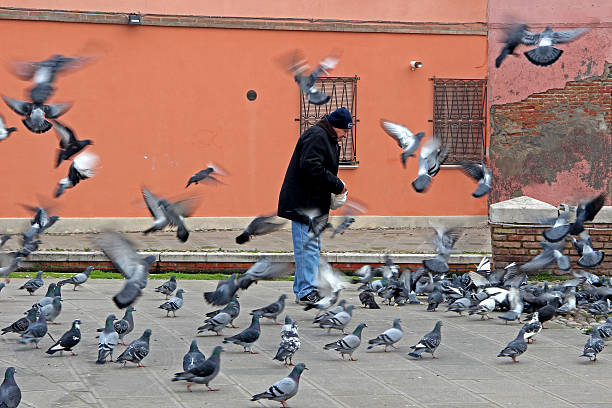 Man is feeding a flock of pigeons. stock photo