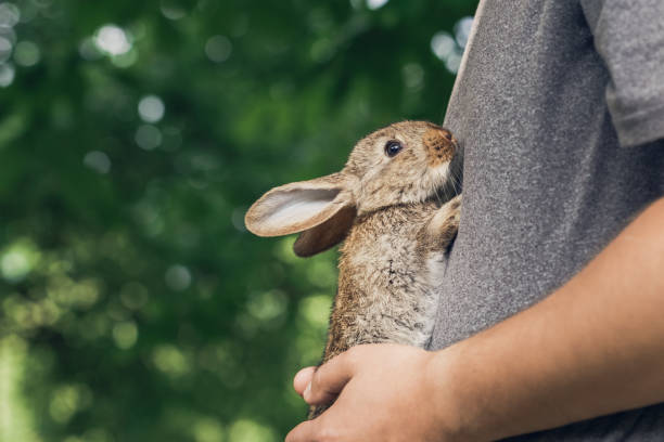 Man is holding little bunny on his tommy stock photo