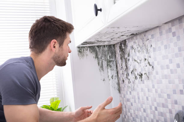Man Looking At Mold On Wall Side View Of A Young Man Looking At Mold On Wall fungal mold stock pictures, royalty-free photos & images