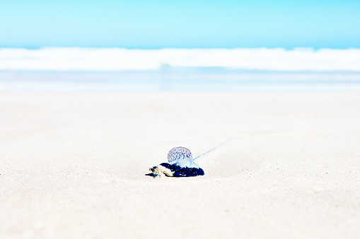 With its sting trailing behind it, a jellyfish lies washed up on a beautiful sunny summer beach.