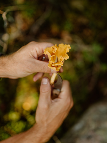 Man picking mushrooms chanterelle in the woods\nPhoto taken outdoors in atumn in forest
