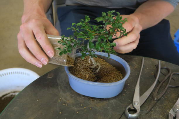A man placing bonsai in a pot stock photo