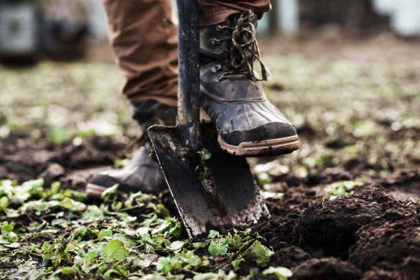 Man planting a garden Man planting a garden cultivate root stock pictures, royalty-free photos & images