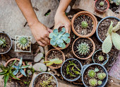 istock Man planting cactus and succulent plants 1158542090