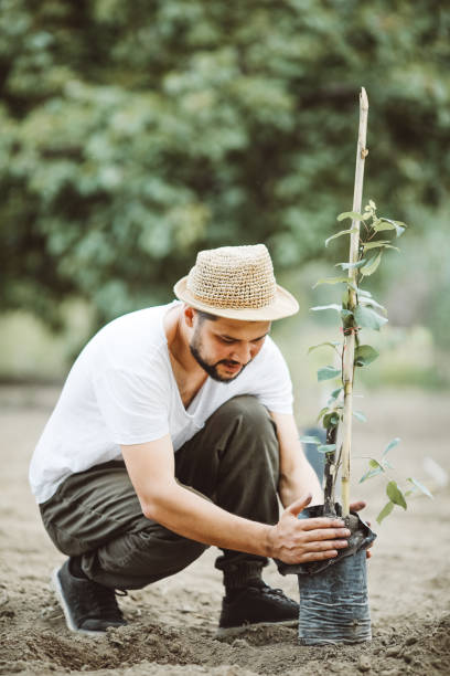 Man planting tree outdoors in spring