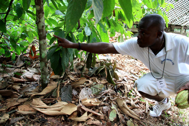 Man pointing to the tree trunk of a cacao tree holding a cocoa fruit in his other hand stock photo