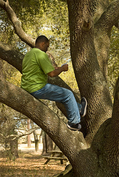 Man Reading in Tree stock photo