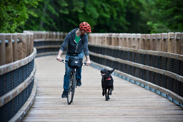 A man rides his bike in the forest with his dog on a wooden pedestrian bridge. stock photo