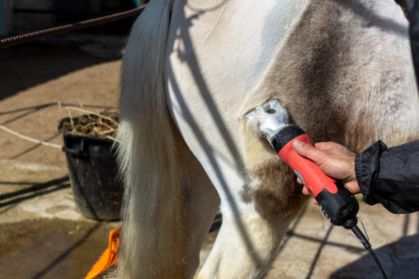 man klipper en vit häst av en professionell clipper. gårdsverksamhet på våren för hästhälsovård - working stable horses bildbanksfoton och bilder