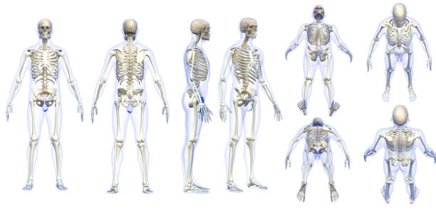 Man skeleton with skin multiple poses white background  isolated 3d render stock photo