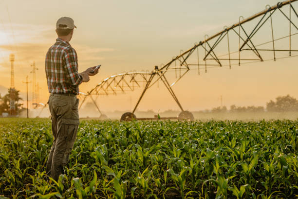 Man standing on corn field and using mobile phone Rear view of man standing on corn field and using mobile phone irrigation equipment stock pictures, royalty-free photos & images