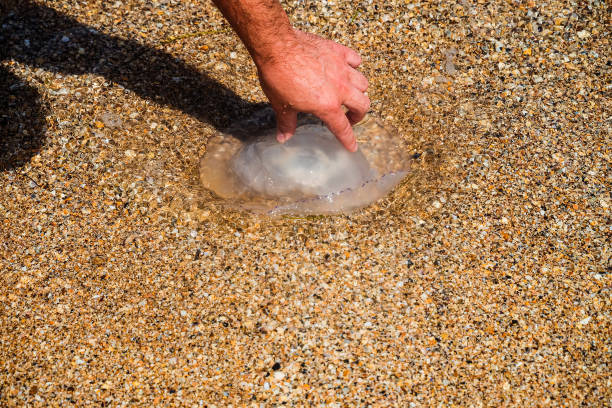uomo prende in mano una medusa dalle orecchie aurelia gettata sulla costa del mare dopo una tempesta - meduza foto e immagini stock