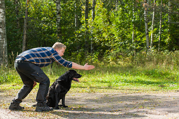 Man teaching his black Labrador retriever to fetch stock photo