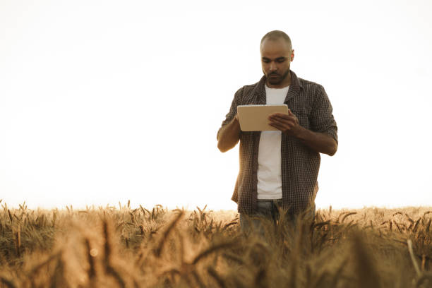 Man using digital tablet in wheat field at sunset stock photo