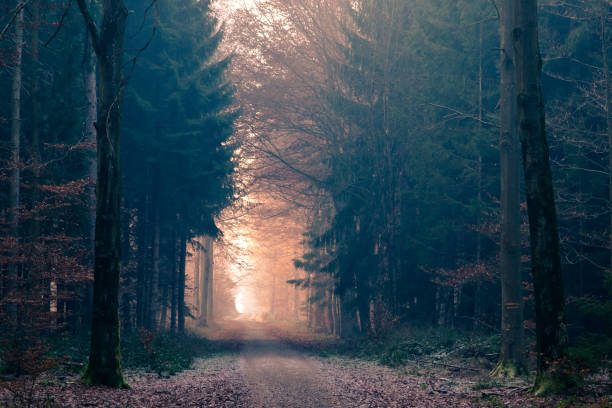 Man walking in German Forest in the Morning with Fog Light stock photo