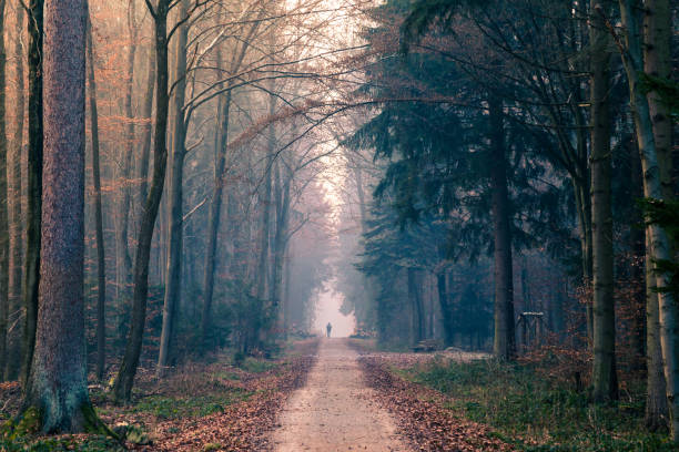 Man walking in German Forest in the Morning with Fog Light stock photo