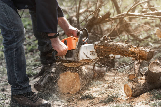 A man with a chainsaw in his hands saws old trees, sawdust fly to the sides stock photo