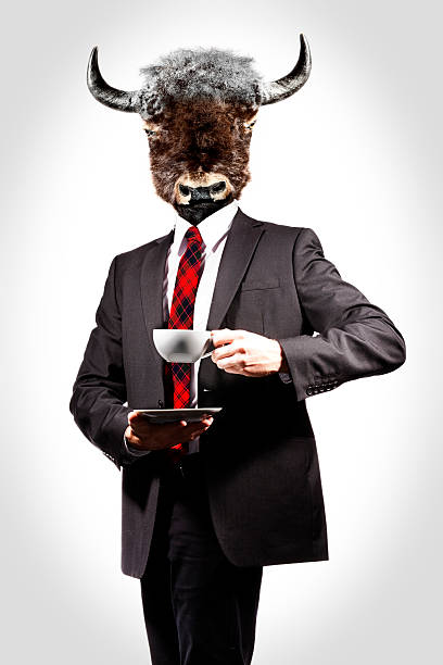A man with a cow head drinking a hot drink  stock photo