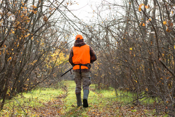 een mens met een kanon in zijn handen en een oranje vest op een fazantjacht in een bebost gebied in bewolkt weer. jager met honden op zoek naar wild. - jagende dieren stockfoto's en -beelden