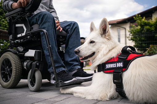 Man with disability and his service dog providing assistance. Electric wheelchair user.