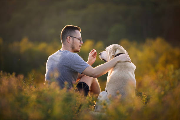 Man with dog sitting together on meadow stock photo