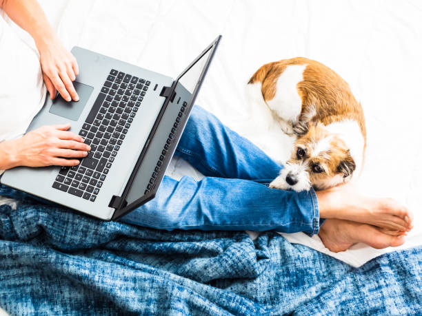 Man with laptop on his lap and a small terrier dog on a bed Pet, man, animal, bedroom, home office, computer, technology, surfing, working, blanket, white, barefoot, jeans man sleeping in bed top view stock pictures, royalty-free photos & images