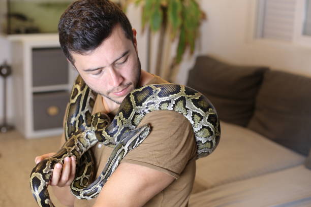 Man with large Burmese python at home stock photo