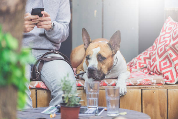 Man with mobile phone enjoying in outdoor cafe with his dog pet. stock photo