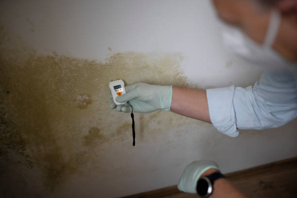 Man with nose mouth protection measures the moisture level on a wall with mildew stock photo