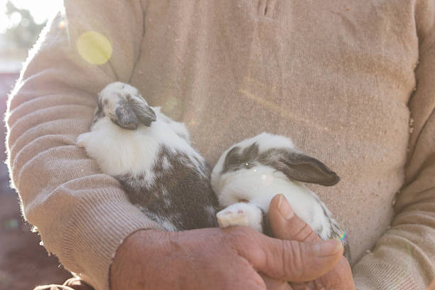 Man with rabbits in hands stock photo
