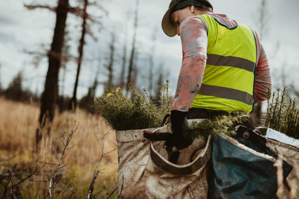 Man working for forest conservation Man planting trees in forest. Male tree planter wearing reflective vest walking in forest carrying bag full of trees. afforestation stock pictures, royalty-free photos & images