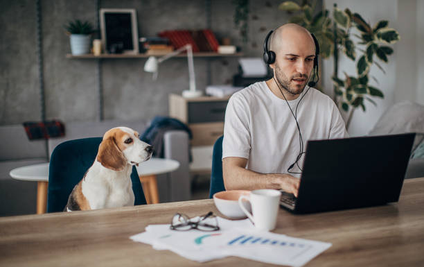 Man working on laptop at home, his pet dog is next to him on chair One man, young man sitting on sofa at home, working on laptop, wearing headset, his pet dog is sitting next to him on sofa. working at home photos stock pictures, royalty-free photos & images