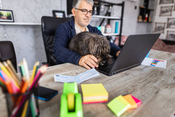 Man working on laptop while his pet dog resting in his lap stock photo