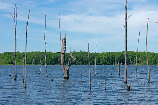 Dead tree trunks line the Manasquan Reservoir lake at Chestnut Point in Howell, New Jersey