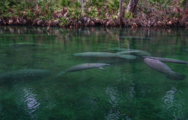 Manatees in Blue Springs State Park in Central Florida The breathtaking and always beautiful Blue Springs State Park.  The park is home to hundreds of manatees each winter who pack into the spring's run to enjoy its warm water. florida us state photos stock pictures, royalty-free photos & images