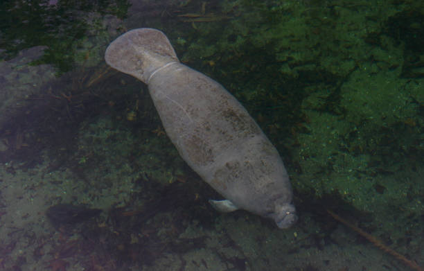 Manatees in Blue Springs State Park in Central Florida The breathtaking and always beautiful Blue Springs State Park.  The park is home to hundreds of manatees each winter who pack into the spring's run to enjoy its warm water. florida us state stock pictures, royalty-free photos & images