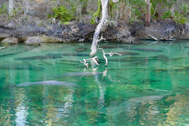 Manatees under water in a Florida spring stock photo