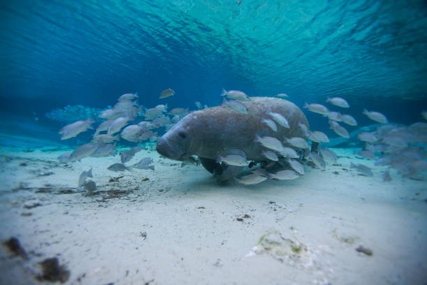 Manatees underwater stock photo