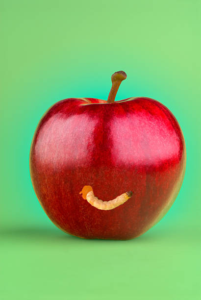 Best Apple Worm Stock Photos, Pictures & Royalty-Free ...
