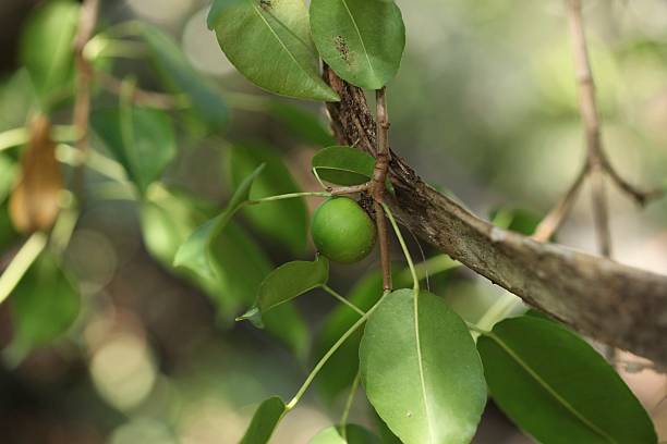 Manchineel Tree stock photo