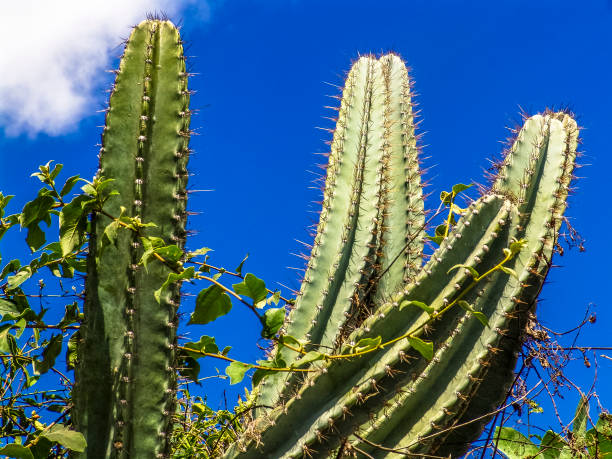 Mandacaru northeastern cactus thorns in Brazil Mandacaru northeastern cactus thorns in Brazil caatinga stock pictures, royalty-free photos & images