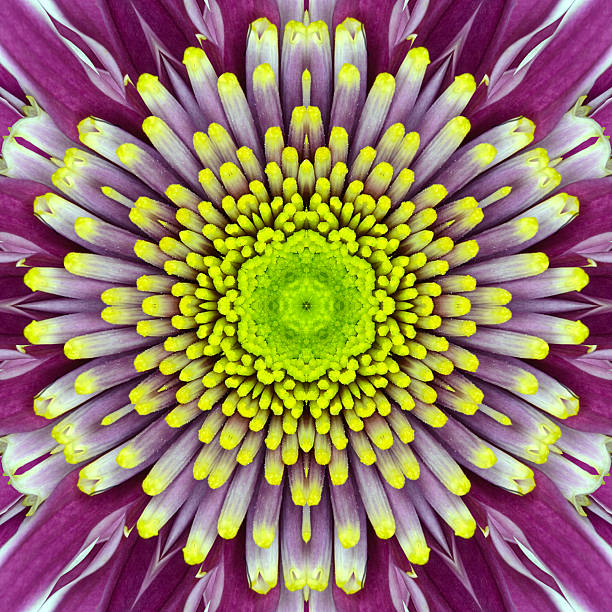 Mandala kaleidoscope of a purple concentric flower center stock photo