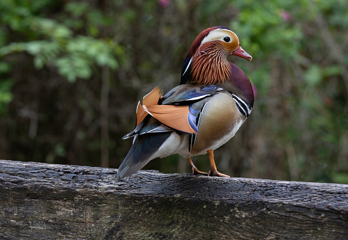 An image of a male mandarin duck on a wooden bridge